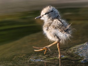 A newly hatched spotted sandpiper chick gets its feet wet while foraging along the bank of the Umpqua River near Elkton in rural southwestern Oregon, US. In this species, it’s typically the male that takes on most of the parenting duties, incubating the eggs and caring for the young. The chicks are precocial and able to walk and feed themselves within hours of hatching, though they remain under the watchful eye of their father for several weeks