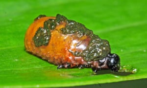 Lily escarabajo lleva un frac de excremento para disuadir a los enemigos 1 Lily beetle grubs create a protective shield with their own excrement.