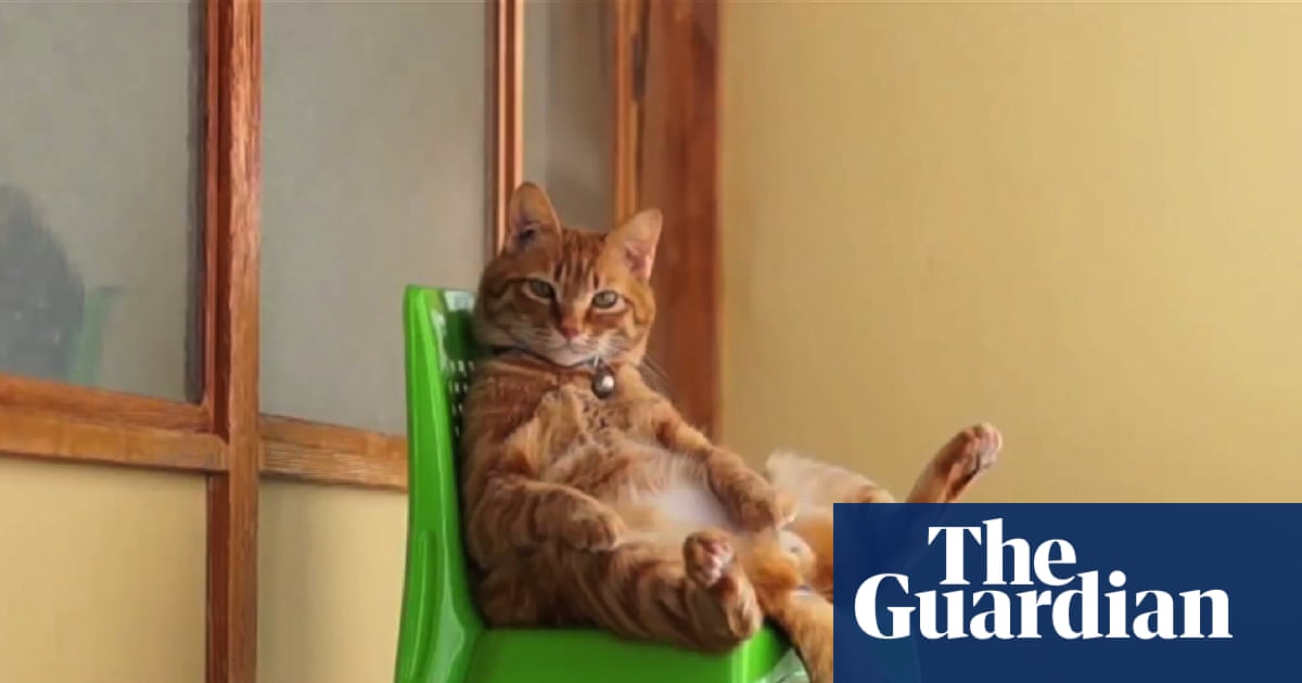 CatVideoFest: Cómo los clips de lindos gatitos generaron una franquicia de películas de un millón de dólares | Gatos CatVideoFest: Cómo los clips de lindos gatitos generaron una franquicia de películas de un millón de dólares | Gatos