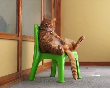 A ginger cat sitting louchely on a plastic green chair