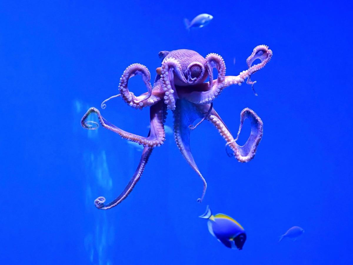 Not so alien': biologist busts myths and explores enigma of the octopus | Marine life | The Guardian