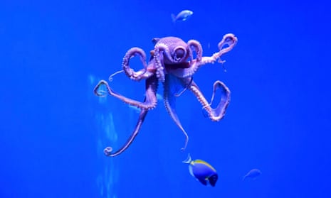 A day octopus floating underwater with fish nearby