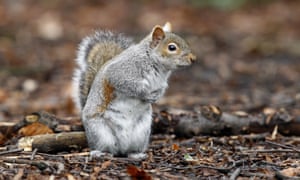 grey squirrel