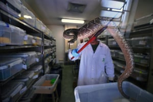 An expert holds a rattlesnake before extracting venom at the Butantan Institute.