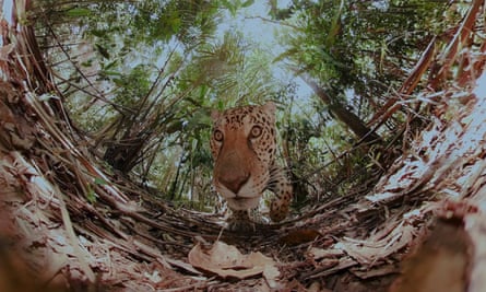 A few cameras were lost to big cats … one creature gets up close.