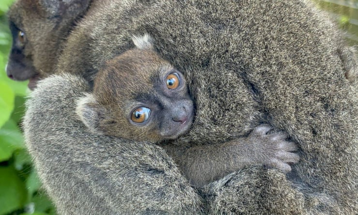 Cotswold wildlife park successfully breeds endangered Madagascan lemur Cotswold wildlife park successfully breeds endangered Madagascan lemur
