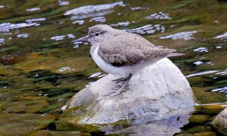 Common sandpipers spend the winter in West Africa and return here to breed in summer