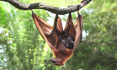 A sac-winged bat and a baby hanging upside down from a tree.