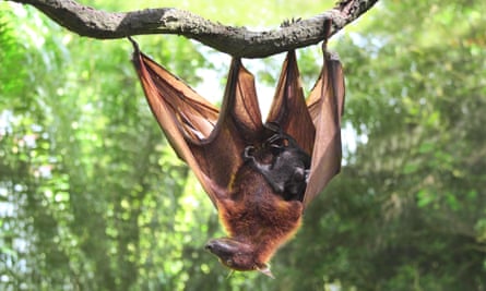 Female flying fox bat with cub on a branch in a tropical forest.