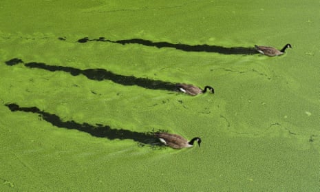 Canada geese swim in water clogged with algae.