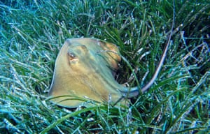 A stingray among seagrasses in Kas district of Antalya, Turkey . Posidonia oceanica meadows, seagrasses known as the “lungs of the Mediterranean”, face the threat of extinction. Listed as a protected species by the International Union for Conservation of Nature, these underwater habitats highlight the region’s rich ecological and biological diversity