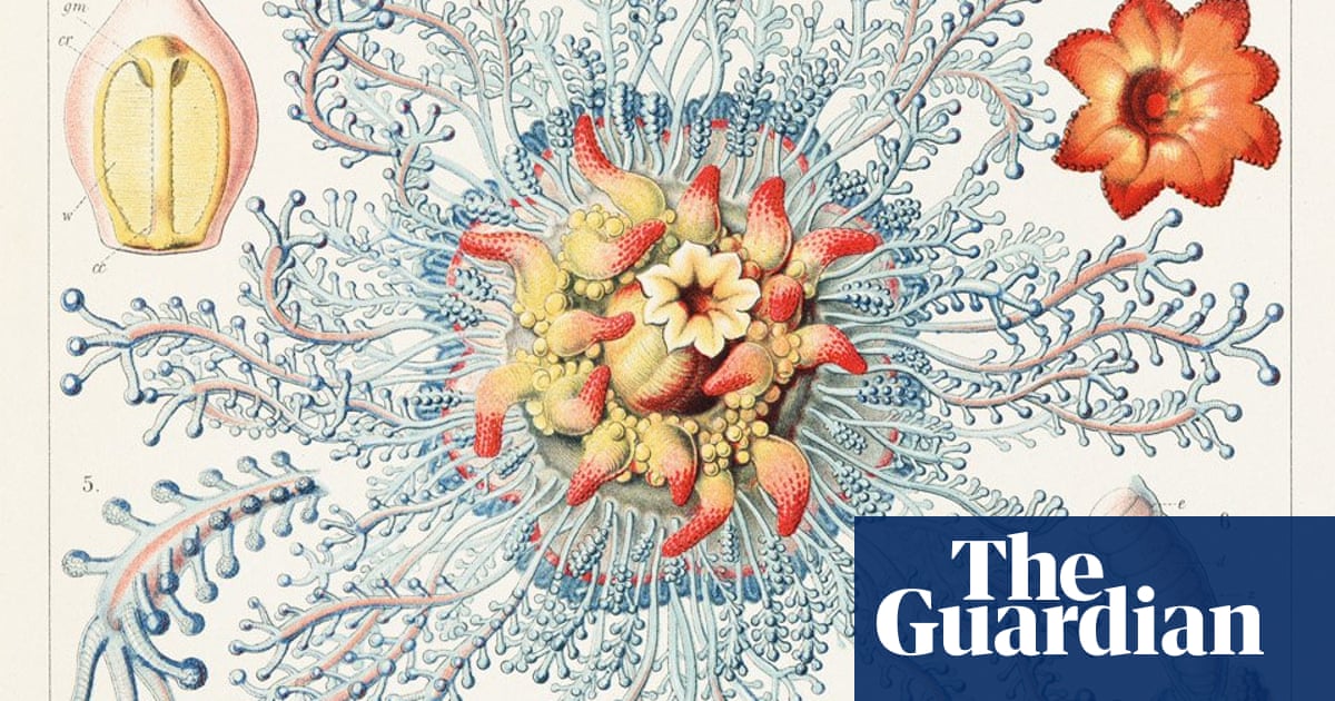 Ernst Haeckel The Art Of Evolution In Pictures Books The Guardian Ernst Haeckel The Art Of Evolution In Pictures Books The Guardian