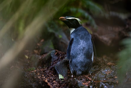 A tawaki in a forest