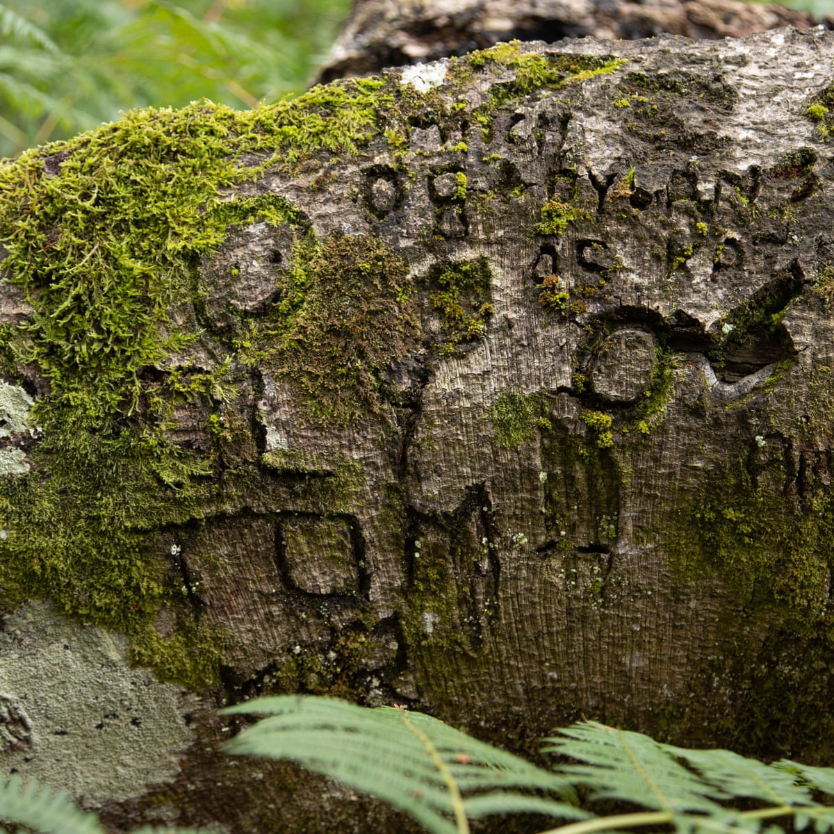 From War To Witch Marks Graffiti Carved Into New Forest Trees Reveals Past Lives Trees And Forests The Guardian