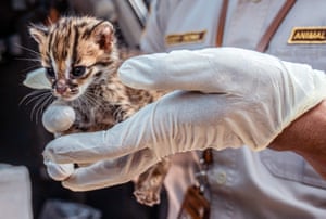 Um oficial da agência de conservação da natureza segura um filhote de leopardo para exibi-lo junto com outros animais depois que a organização e a polícia prenderam um grupo de traficantes de vida selvagem em Surabaya, Indonésia
