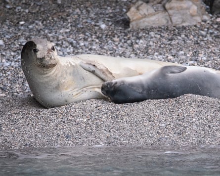 A seal mother and cub lie on a beach