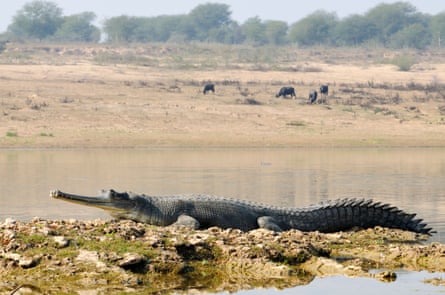 A gharial basking in the sun beside the Chambal River.