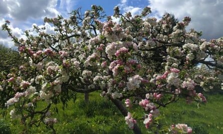 Yorkshire Cockpit apple blossom at Nunnington Hall, North Yorkshire