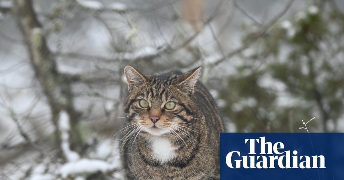 Country diary: Wildcats are here and they’re on the march | Amanda Thomson