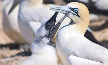 Dead in their nests or washed ashore: why thousands of seabirds