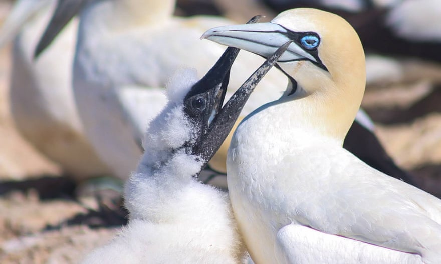 A Cape gannet with its chick, which is reaching up to its beak for food
