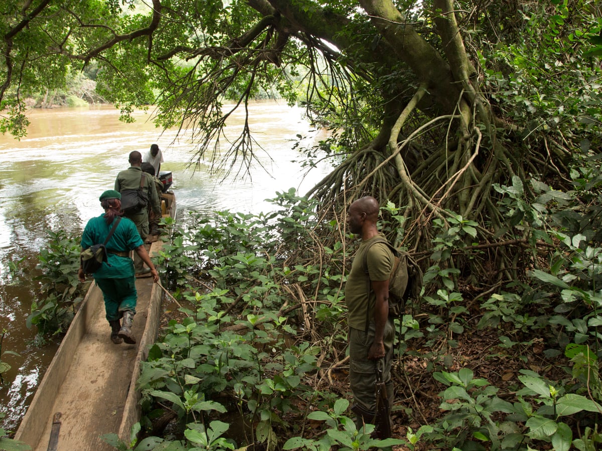 Armed ecoguards funded by WWF 'beat up Congo tribespeople ...