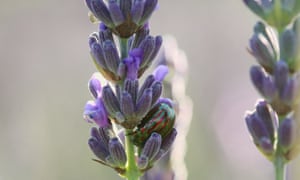 A lover of aromatic plants, the Rosemary beetle (Chrysolina Americana) enjoys a varied diet, including lavender