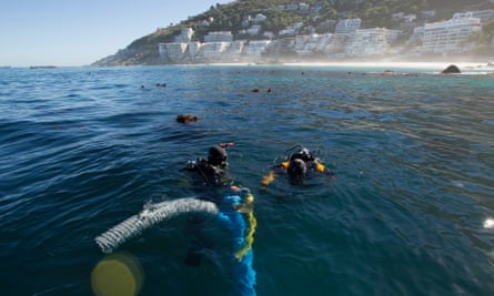 Divers on water’s surface.