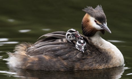 A great crested grebe carries its chicks.
