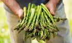 I eagerly await the English asparagus season, from tender start to woody finish | Rachel Cooke