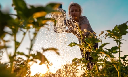 Woman watering green shoots from a watering can at sunset..