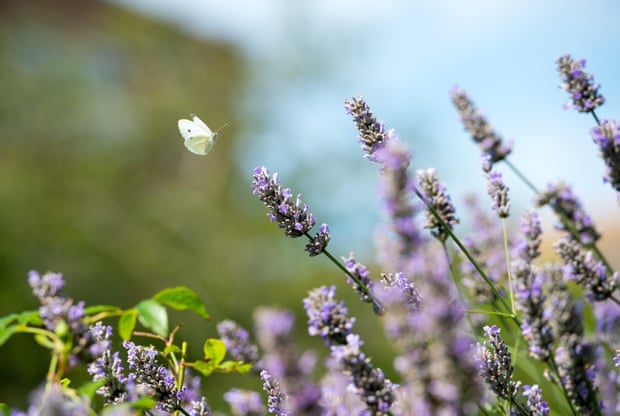 A small white butterfly landing on lavender plant. The worst year on record so far for butterflies in the UK is 2012.