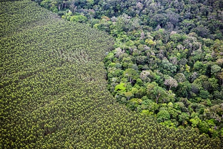 Aerial shot showing a line where a monoculture plantation of trees meets rainforest