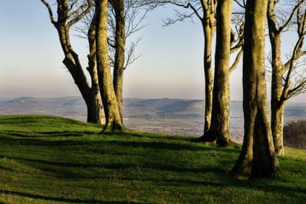 Bare trees on Chanctonbury Ring overlook the South Downs’ rolling hills in afternoon light