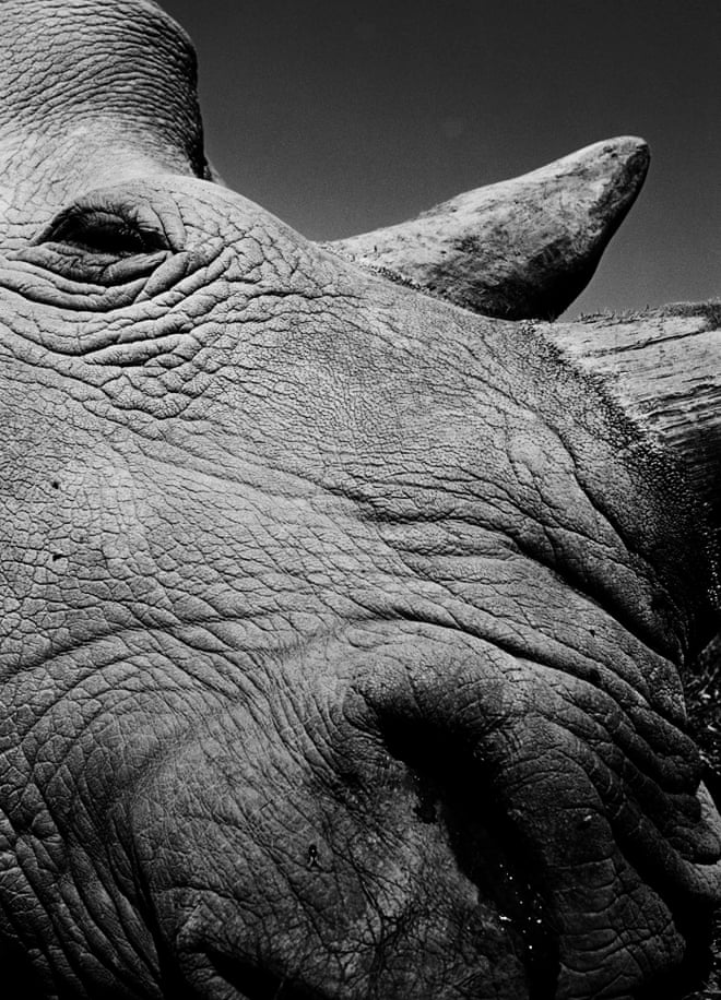 Anderson says: ‘After my week in Kenya, I wondered how a photographer could ever capture the odd flavours of the things I had seen and felt. I saw Jack Davison’s photos, and there it all was: the wide, flat beauty of the savannah; the humble devotion of the caretakers; the rusted metal buildings; and above all, the majesty and vividness, the mundane weirdness, the irreducible reality of the girls themselves. These are not traditional wildlife photos. They take bold risks of scale and perspective, which allows them to convey, with special power, the huge presence of the northern whites’