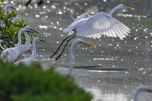 An egret takes flight beside a body of water in Banda Aceh, Indonesia