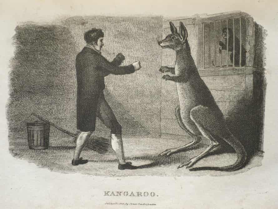 Boxing Kangaroo Illustrated in Nature's Cabinet: Containing Interesting Animal History Sketches par M. Thomas Smith, publié à Londres en 1806