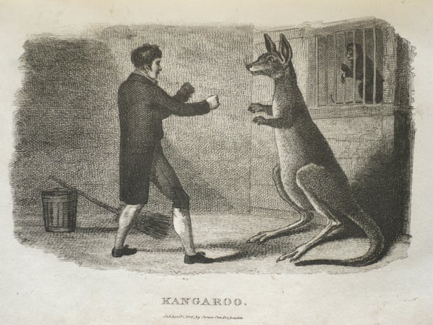 A boxing kangaroo pictured in The Naturalist’s Cabinet: Containing Interesting Sketches of Animal History by M. Thomas Smith, published in London in 1806