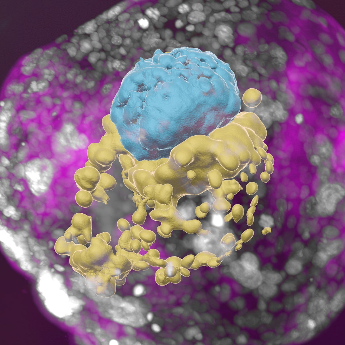 Complete' models of human embryos created from stem cells in lab ...