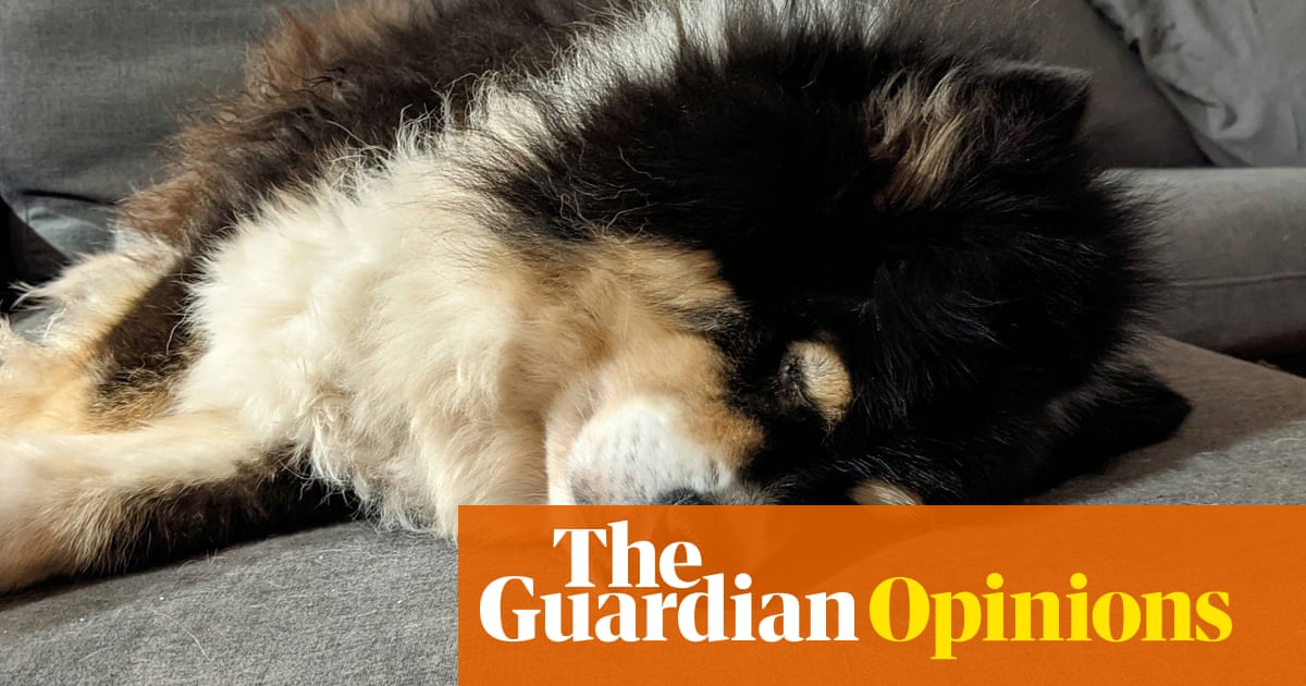 As I bid a final farewell to my stinky, slovenly dog, I wondered: did I ever truly know him? | Anna Spargo-Ryan