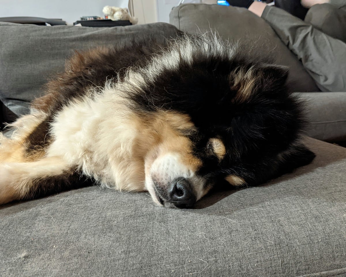 As I bade a final farewell to my stinky, slovenly dog, I wondered: did I ever truly know him? | Anna Spargo-Ryan | The Guardian