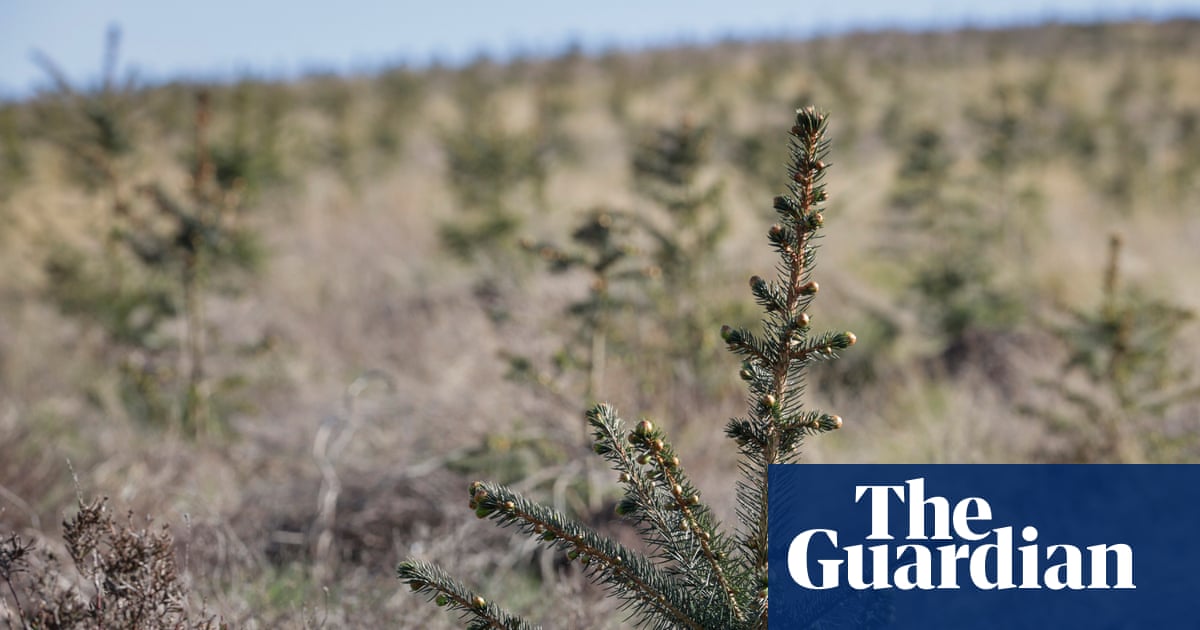 Árboles con reducción de impuestos: cómo los bosques se convirtieron en una reserva de riqueza para los ricos
