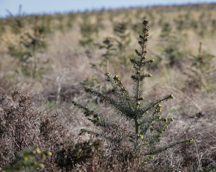 Tax-break trees: how woodland became a store of wealth for the rich