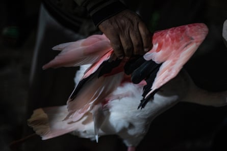A flamingo owner holds his bird