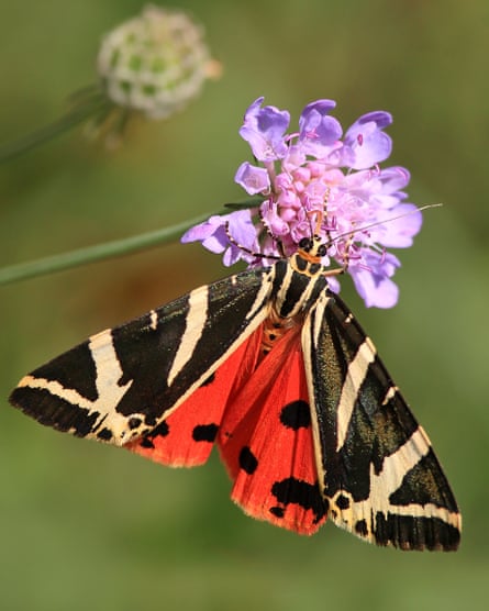 The Jersey tiger moth