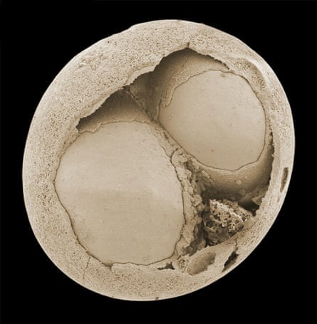 A fossilised spherical structure with two smaller spheres visible within a hole