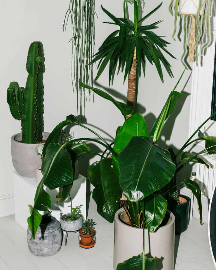 Detail of plants