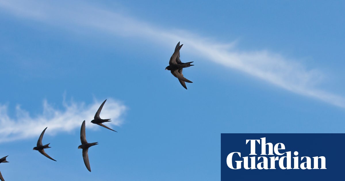 Based Birds Choose Real Estate Over Relationships as Government Flops on £35 'Swift Bricks'