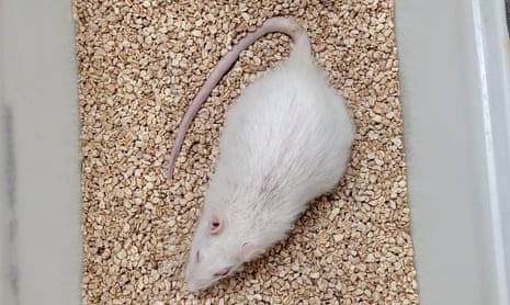 47-month-old Sima, who is the oldest living Spague-Dawley rat recorded in scientific literature, and is the beneficiary of blood plasma treatments scientists believe have extended her life