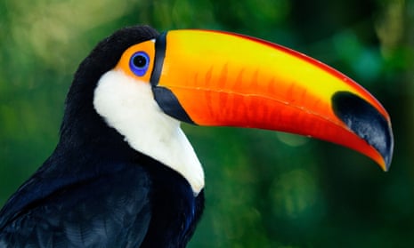 Adult toco toucan (Ramphastos toco).